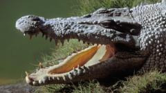 Морской крокодил (архивное фото)