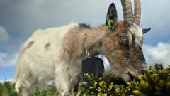 Коза ест утесник в пригороде Дублина