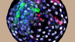человеческие клетки в эмбрионе макаки