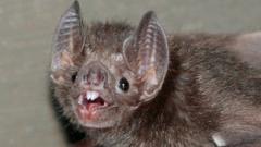 A vampire bat