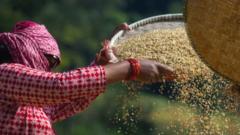 Обработка риса в Непале