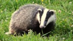 A badger standing on the grass
