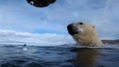 Kako izgleda život iz perspektive polarnog medveda