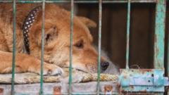 Приют для бездомных животных в Рязани