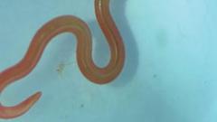 The parasite worm