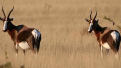 The bontebok, a type of antelope