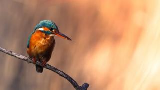 Kingfisher