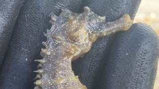 Spiny seahorse