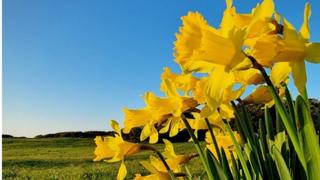 Daffodils in the sunshine