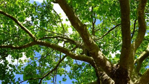 Tree with blue sky