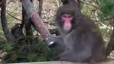 A Japanese macaque sits on a fence and eats bird feed.