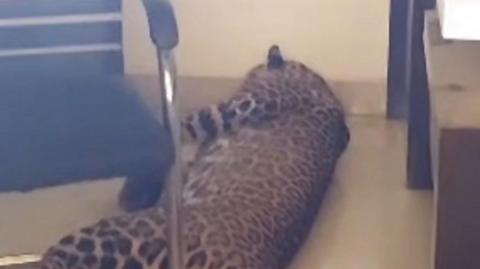 Forest officials have tranquillised and rescued the leopard.