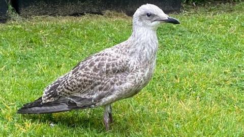 A young gull standing in a garden