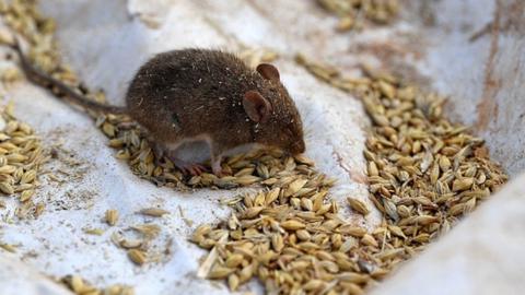 A mouse on a plastic sheet at a farm in Australia