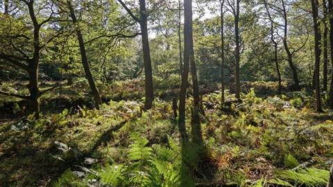 Epping Forest