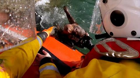 Bruno the dog was rescued from the waves by the RNLI