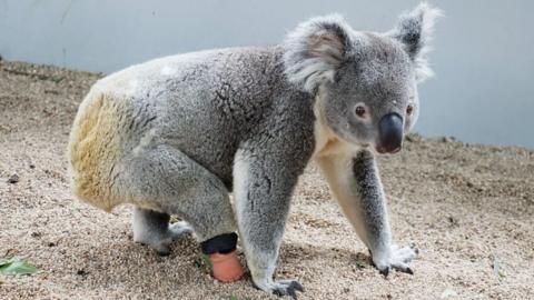 Koala walking with prosthetic foot