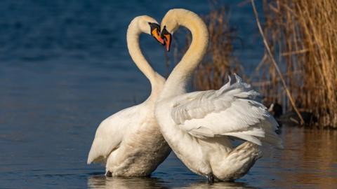 two mute swans touching beaks so that there necks make a heart shape