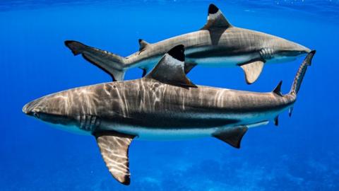 Black tip reef shark