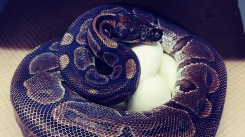 The ball python with its eggs