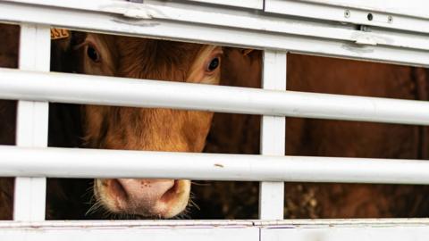 A cow being transport in a trailer