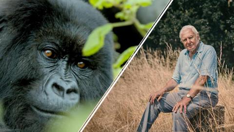 Mountain gorilla and Sir David Attenborough