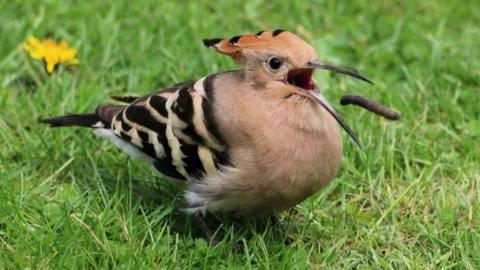 Hoopoe about to eat a leatherjacket