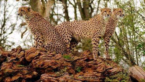 The three cheetahs standing alert on a log