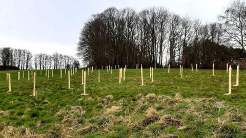 A field full of young trees