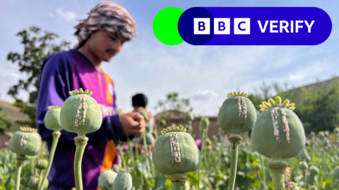 Poppy plants in Afghanistan