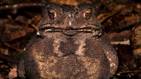 Duttaphrynus melanostictus - the Asian toad