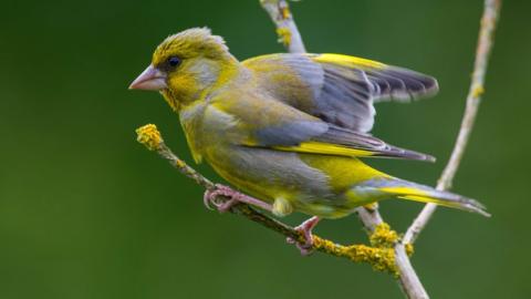 Greenfinch perched on a branch