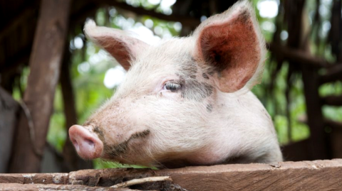 Pig on farm in Uganda