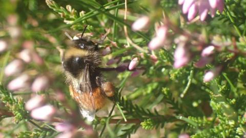 The red-tailed liberty bumblebee which is also known as mountain bumblebee