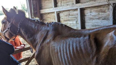A chestnut horse with its skeleton visible through its skin