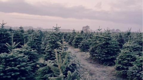 A field of Christmas trees growing at Newsholme Christmas Trees near Howden in East Yorkshire