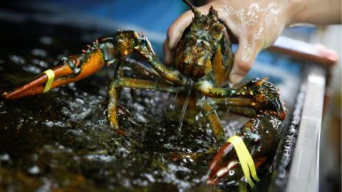 Lobster in Beijing imported from US