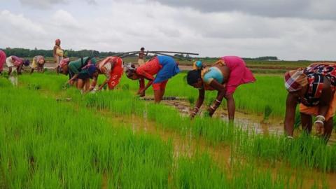 Women planting rice