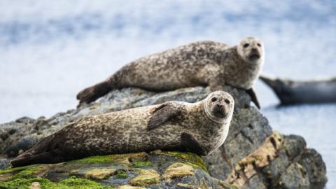 Seals in Shetland Islands