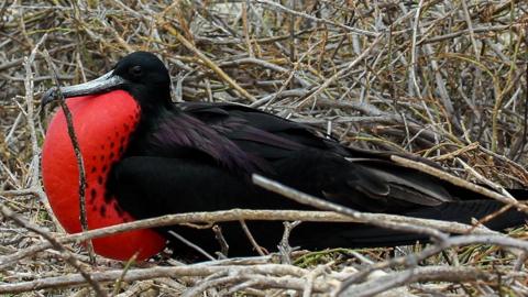 Galapagos Frigate bird