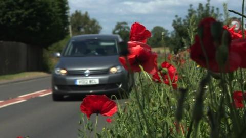 Flowers on a roadside and a car in the distance