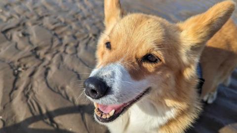 Close up of a corgi