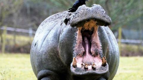 Hippo with his mouth wide open in a safari park with a bird on top of its head