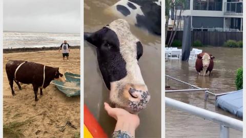 Three cows stranded by floodwaters