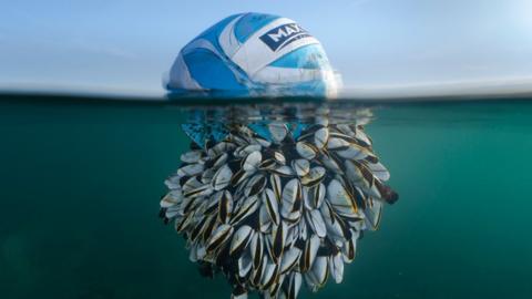 Football covered in goose barnacles