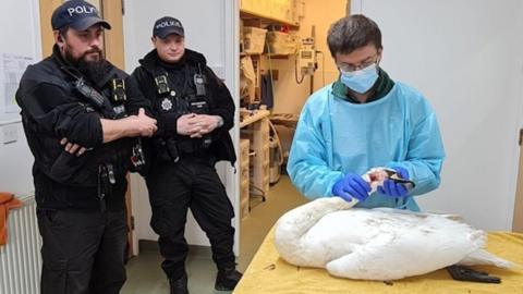 Police officers watch a vet treat an injured swan at South Essex Wildlife Hospital
