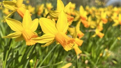 A host of golden daffodils in Thriplow, Cambridgeshire