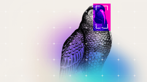 An illustration of a parrot against a pink, purple and blue background 