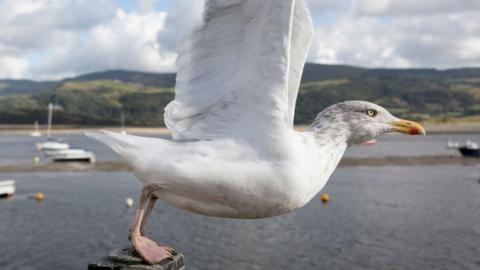 Barmouth