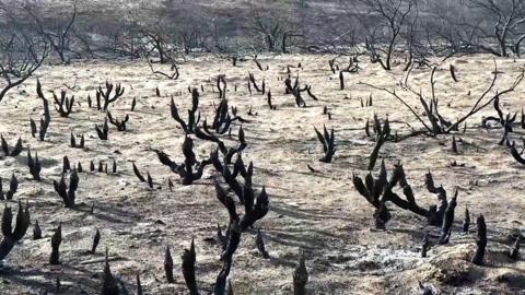 Burnt tree stumps